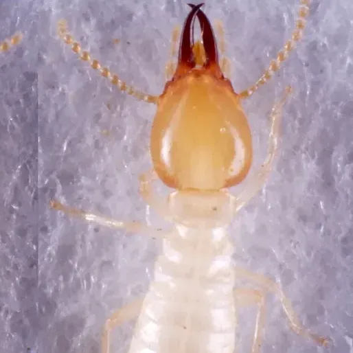 thumbnail for publication: Hybrid Coptotermes Termites: Separating Fact from Fiction